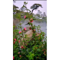 风景1706