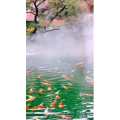 风景1725
