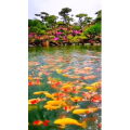 风景1756