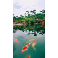 风景1763