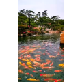 风景1774