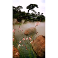 风景1775