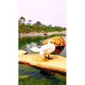 风景1779
