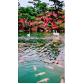 风景1785