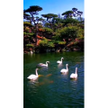 风景1786