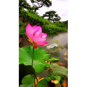 风景1794
