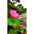 风景1794