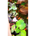 风景1796