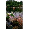 风景1808