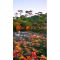 风景1818