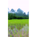 风景1953