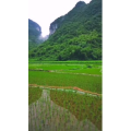 风景1955
