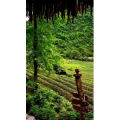 风景1958