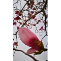 风景1971