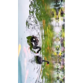 风景1392