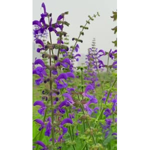 花724