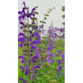 花724
