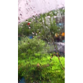 花726