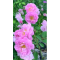 花728