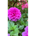 花730
