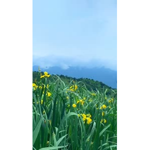 花734