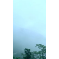 花735