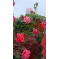 花738