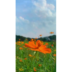 花743