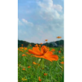 花743