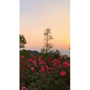 花745