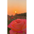 花747