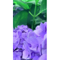 花752