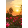 花753