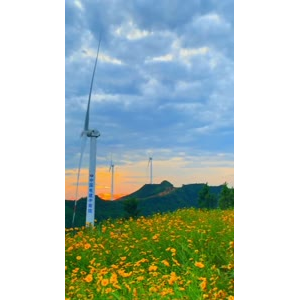 花767