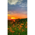 花769