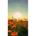 花772