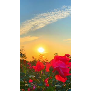 花773