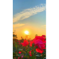 花773