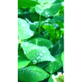 花775
