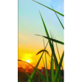 花776