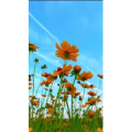 花778