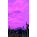 花780