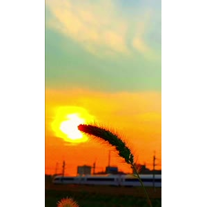 花782