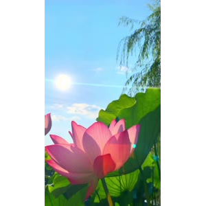 花783