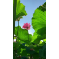 花785