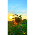 花786