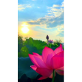 花791