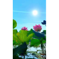 花793
