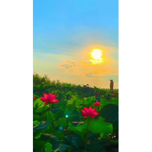 花795