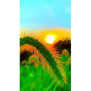 花798